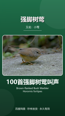 100首强脚树莺叫声
