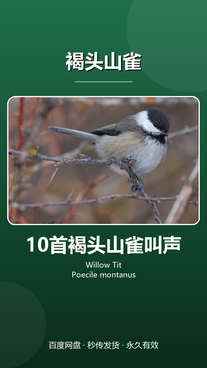 10首褐头山雀叫声